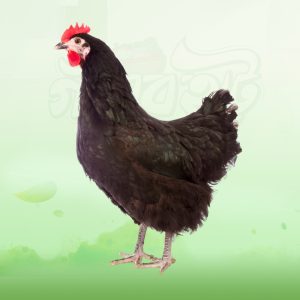 Desi Murgi