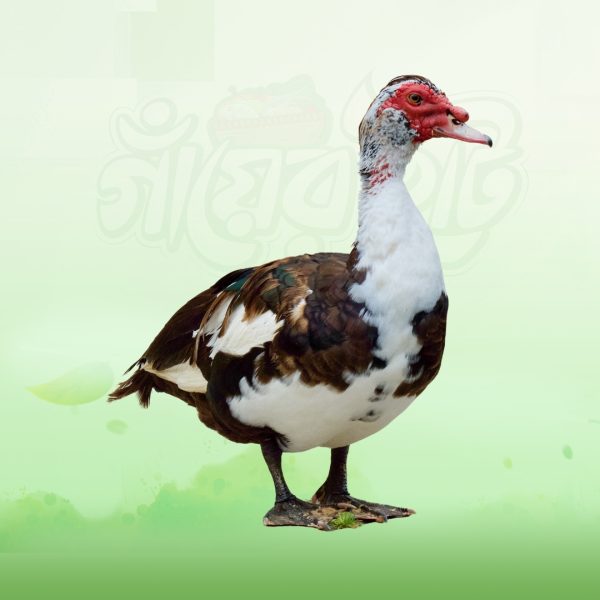 China Duck