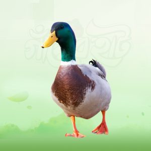 Deshi Duck