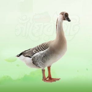 Raj Duck
